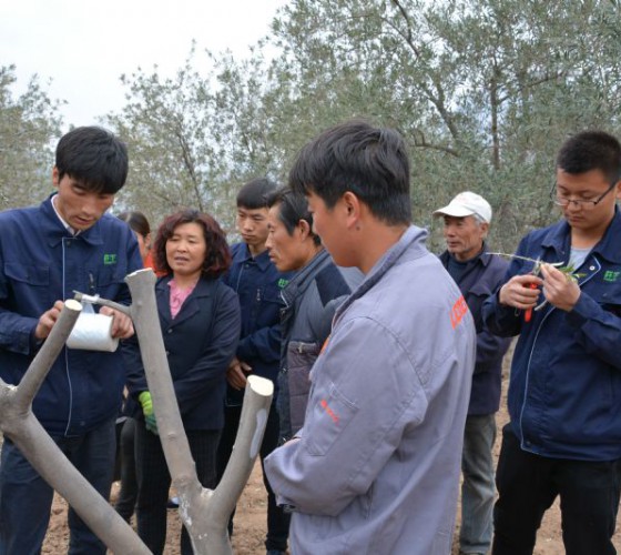公司從產(chǎn)業(yè)鏈起始端著手，引進(jìn)良種優(yōu)苗，繁育基地苗圃，優(yōu)化樹(shù)種，以?xún)?yōu)質(zhì)的橄欖樹(shù)苗為生產(chǎn)特級(jí)初榨橄欖油提供基礎(chǔ)保障。在以自建萬(wàn)畝國(guó)家標(biāo)準(zhǔn)化油橄欖..